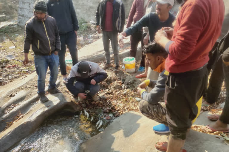 500 fish found dead in Suyal river of Almora