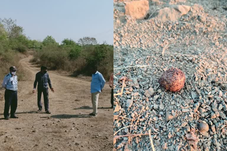 जळगावात शिकारीसाठी पिठात बॉम्बगोळ्यांचा वापर