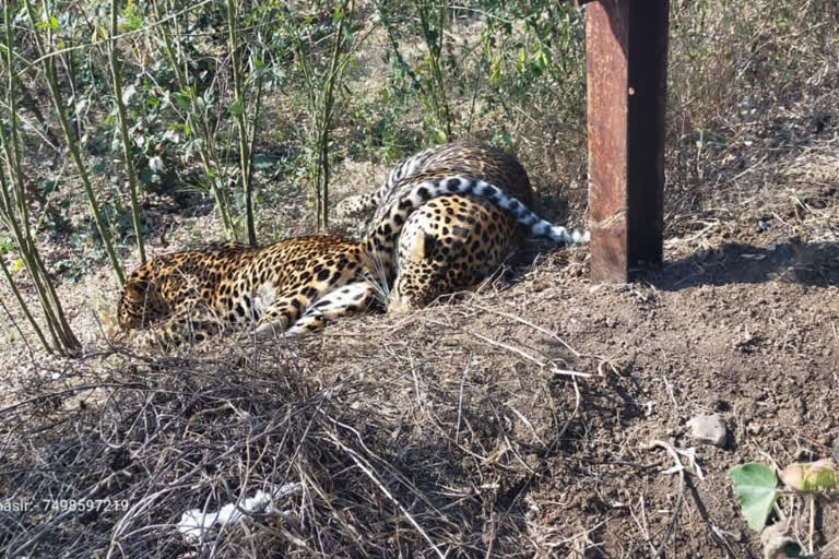 leopard dies