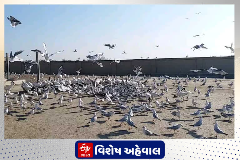 હજારો કિલોમીટરનું અંતર કાપી આવતા વિદેશી "સીગલ પક્ષી" બન્યા પોરબંદરના મહેમાન