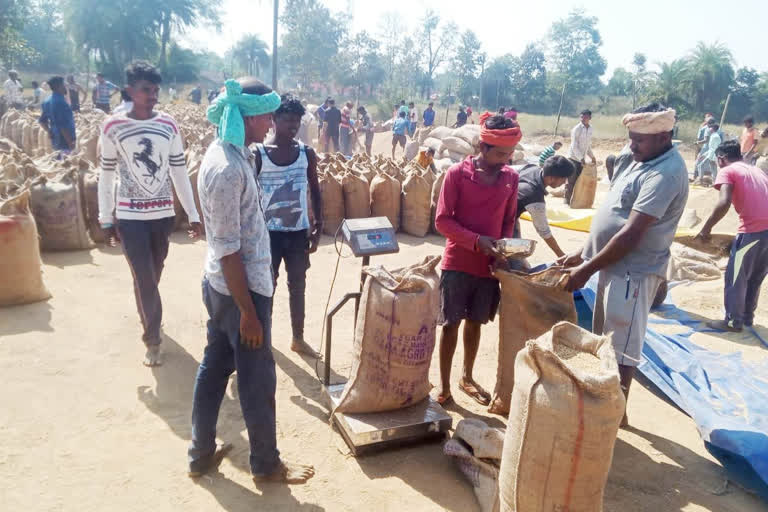 40 lakh 20 thousand 536 metric tonnes of paddy purchased in Chhattisgarh