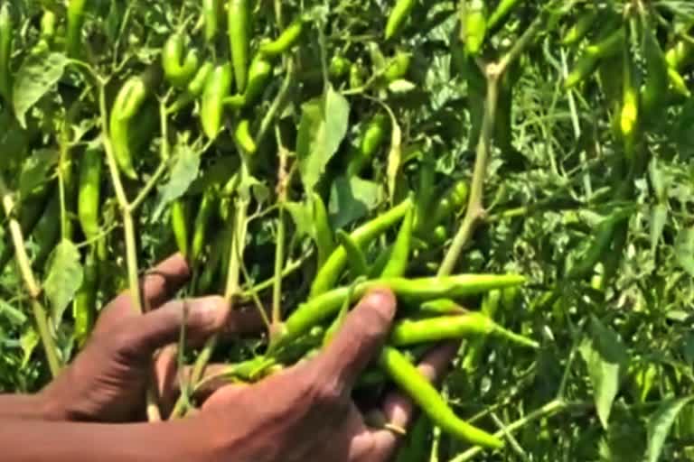 Falling green chilli prices: Farmers in agony!