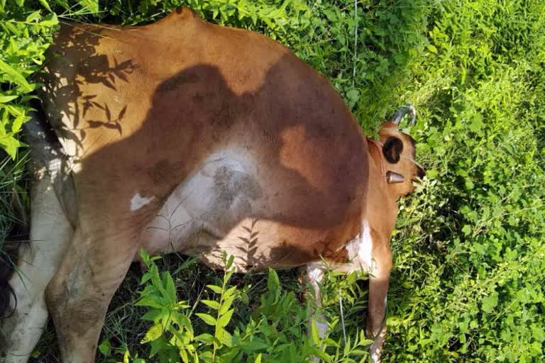 Cow death due to electric shock in tirupattur