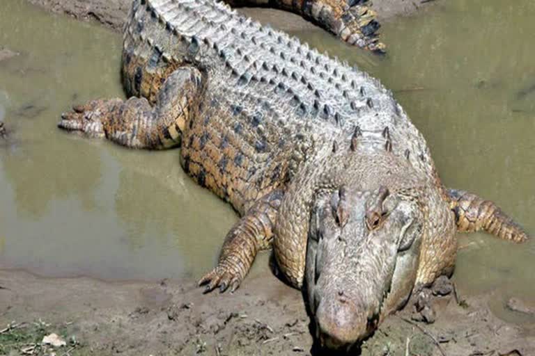 Villagers killed and ate crocodile 