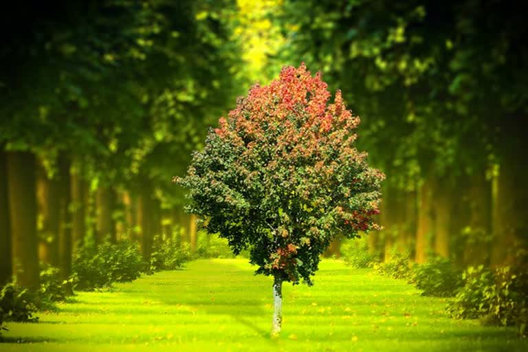 Case against cutting down trees for road improvement work