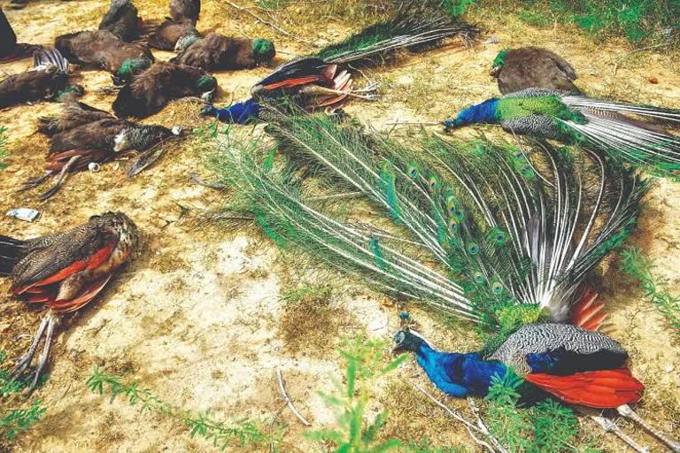 dindigul peacock death