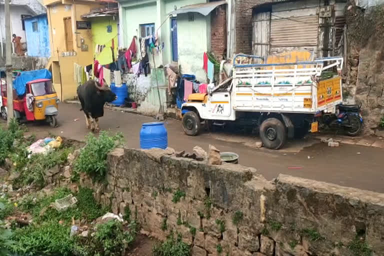 Bison around the residential area