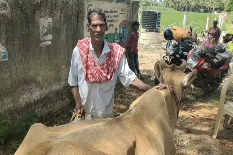 Livestock were vaccinated 