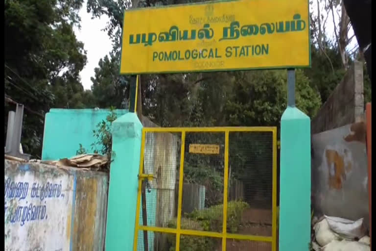 Nilgiris pear cultivation