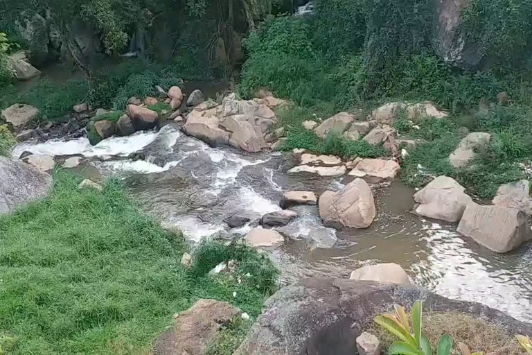 Elephant drinking water