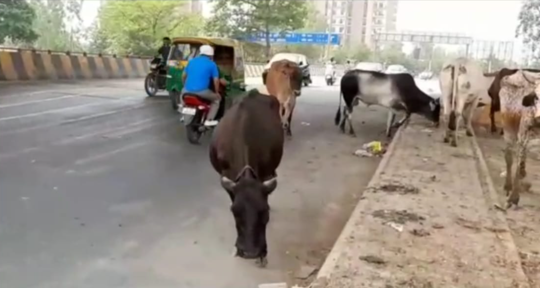 people are facing problems due to movement of stray animals on the roads in Indirapuram