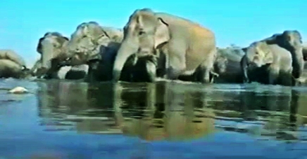 man-elephant-conflict