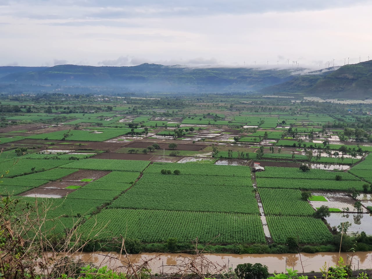 area of mawal taluka look more beautiful and green after rain