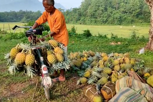 Lock down effect on pineapple producer in Bongaigaon