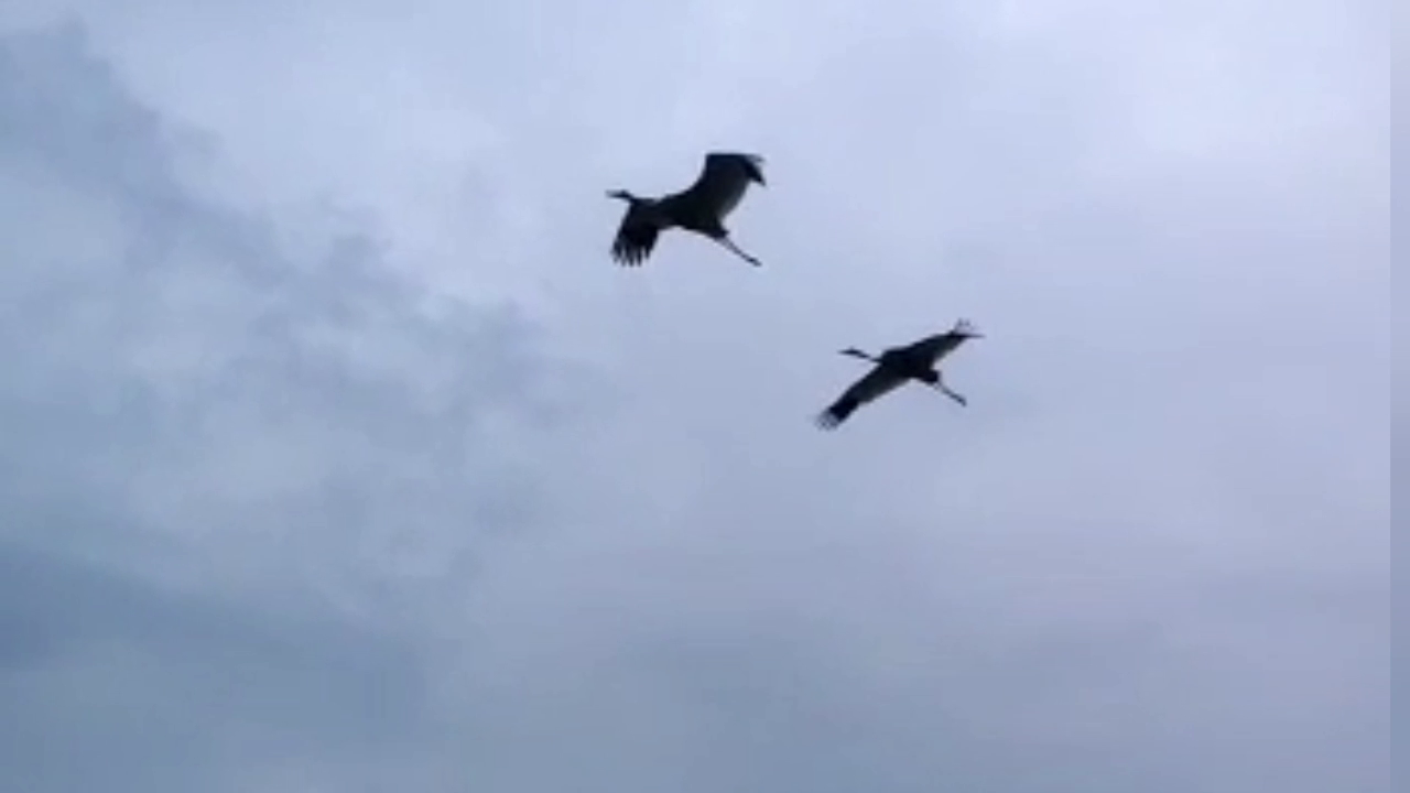 Indian Crane