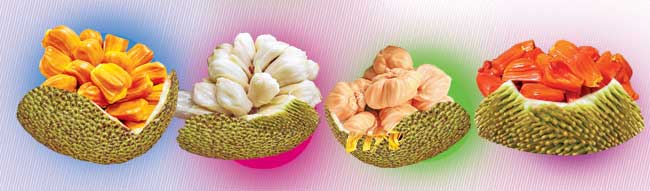 huge health benifits from jackfruit