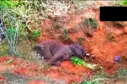 a-12-year-old-male-elephant-died-after-eating-crackers-at-jambukandi-village-in-outskirts-of-coimbatore