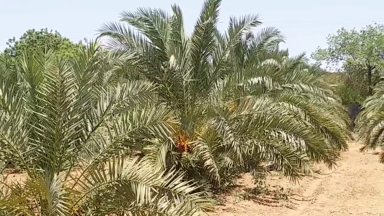 Syria date palm, जोधपुर न्यूज