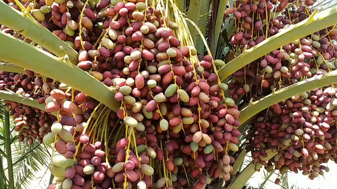 Syria date palm, जोधपुर न्यूज