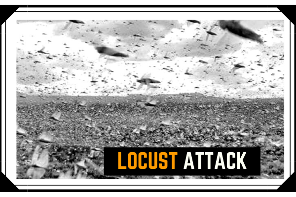 Swarms of crop-destroying desert locusts reach Haryana