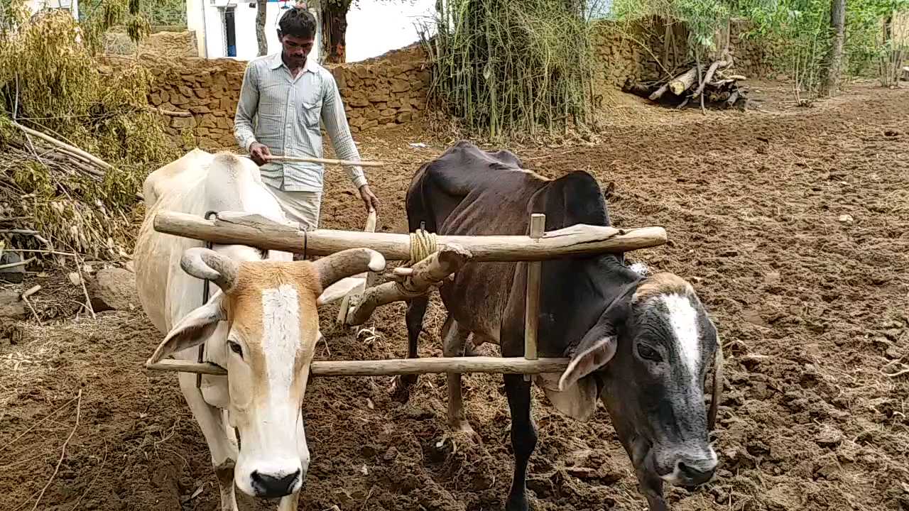 Bull, plow and farmer