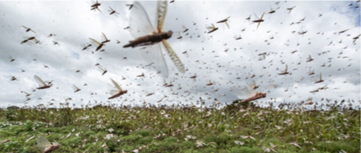 Swarms of crop-destroying desert locusts reach Haryana