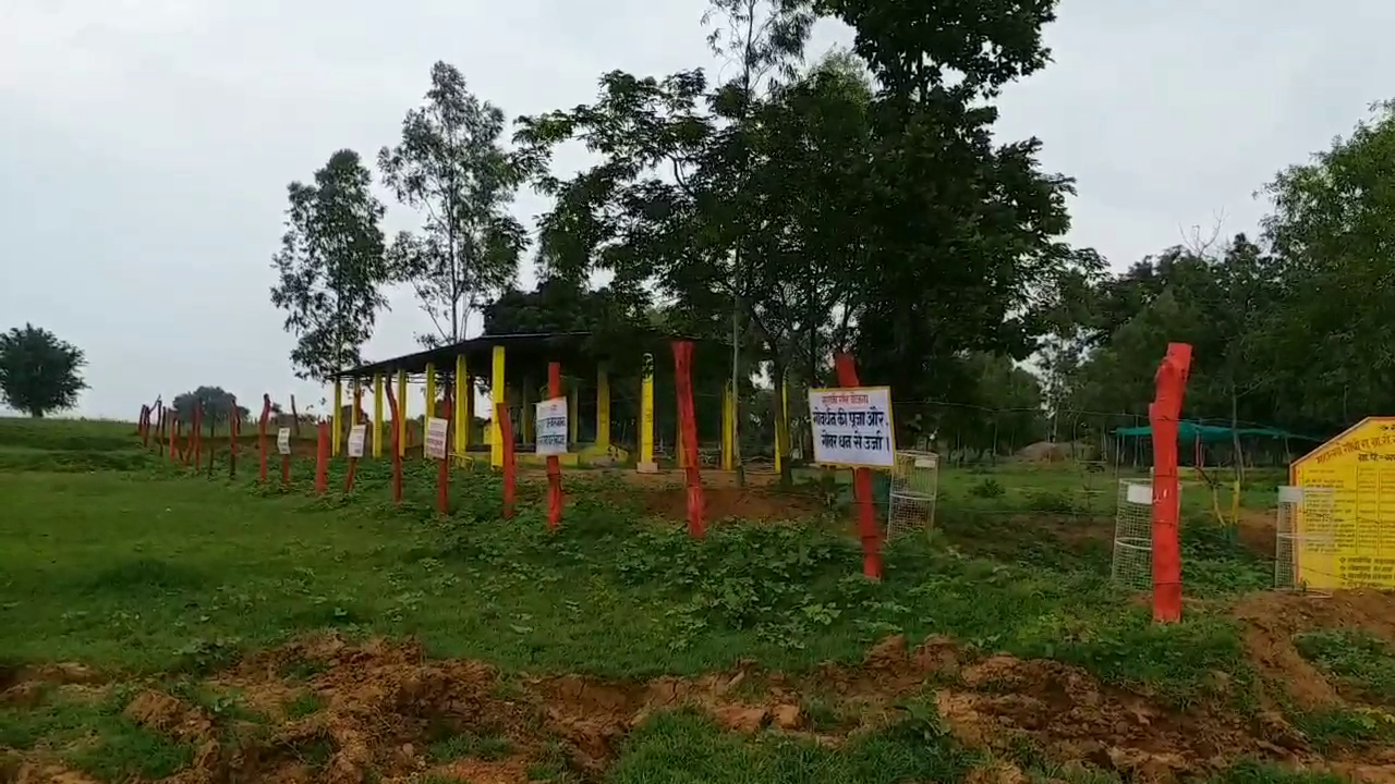 plantation being done in gothan