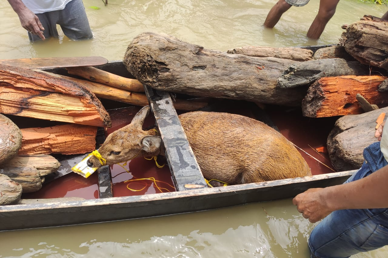 hog deer recovered