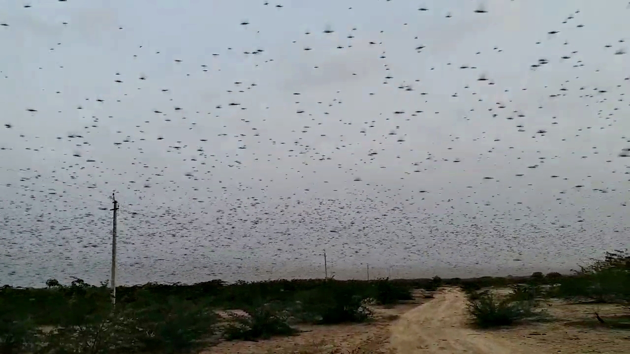 fear of damage kharif crops,  Locust attack in Jalore