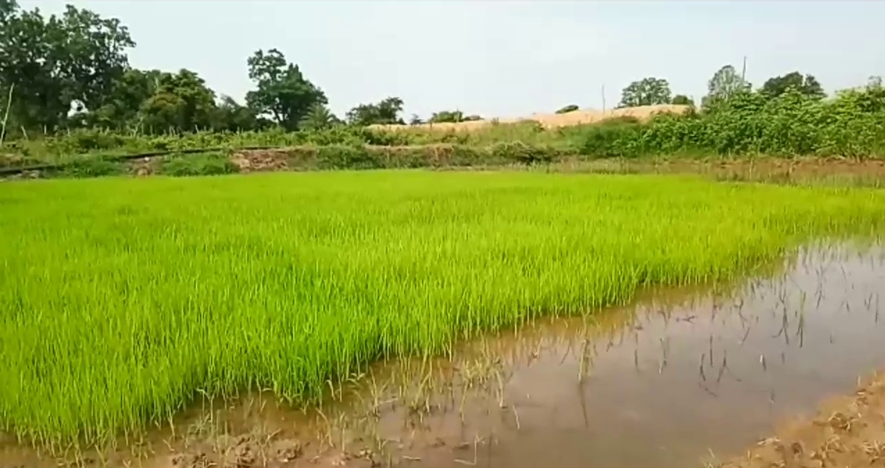 farmers-busy-planting-paddy-in-pakhanjur