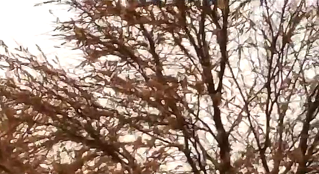 locust attack in dausa, राजस्थान न्यूज