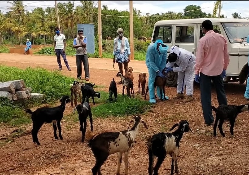 Goats and sheep quarantined