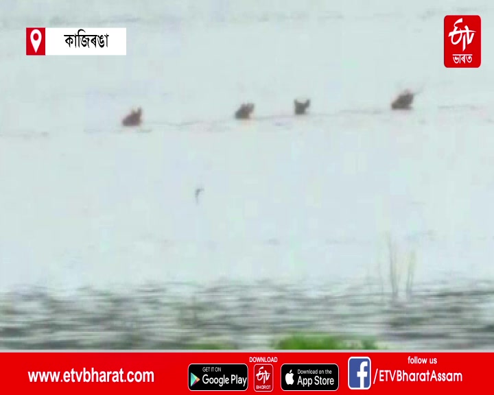 KAZARONGA FLOOD UPDATE ETV BHARAT ASSAM