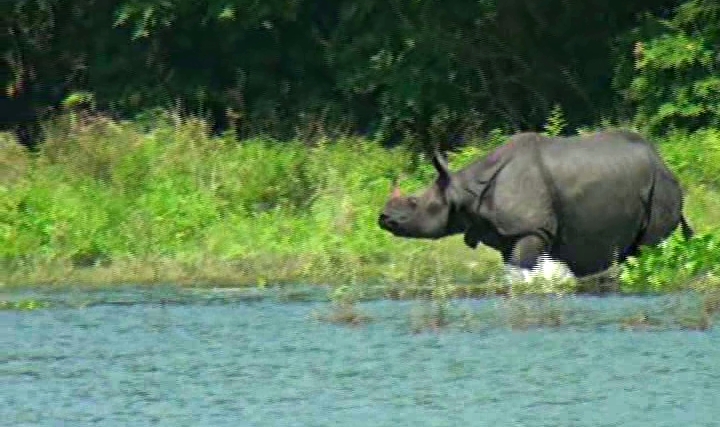 KAZIRANGA NATIONAL PARK LATEST FLOOD SITUATION ETV BHARAT ASSAM