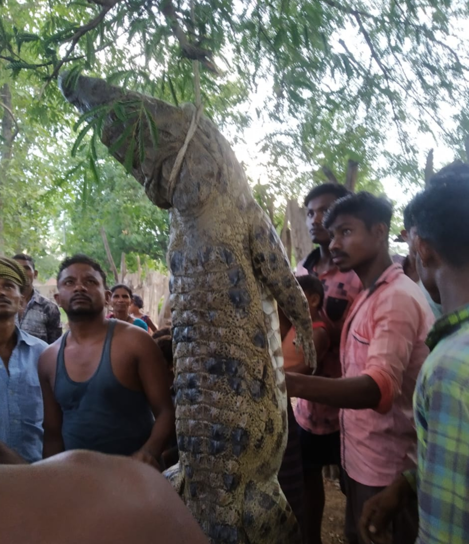 Odisha villagers kill crocodile, distribute meat