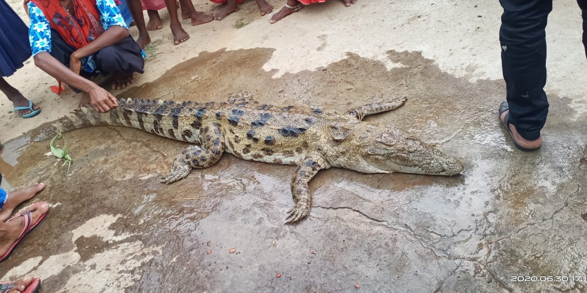 Odisha villagers kill crocodile, distribute meat