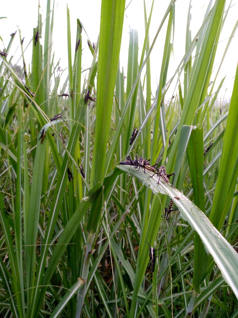 locust attack in sarguja