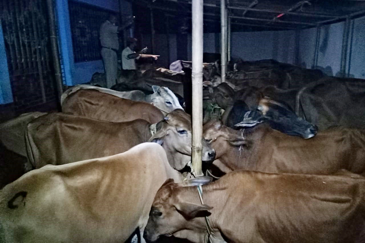 DHUBRI CATTLE SIZED WITH THREE SMUGGLERS TV BHARAT NEWS ASSAM