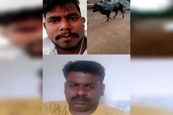 Treatment for jallikattu bull via video call