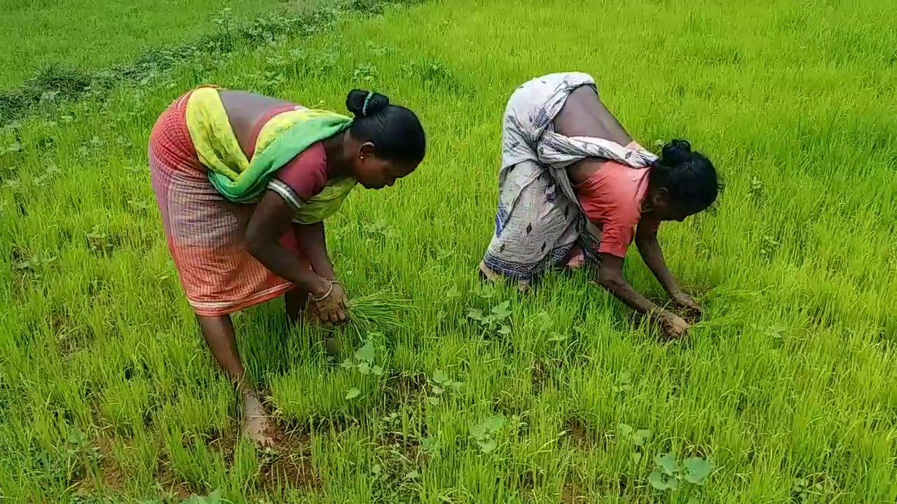 Farmers are seeking help from government for betterment of the crop in dumka
