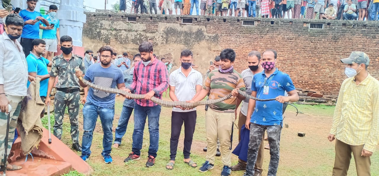 10 feet long king cobra rescued from ganjam odisha