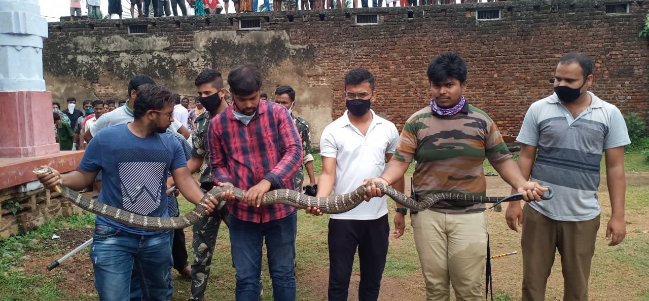 10 feet long king cobra rescued from ganjam odisha