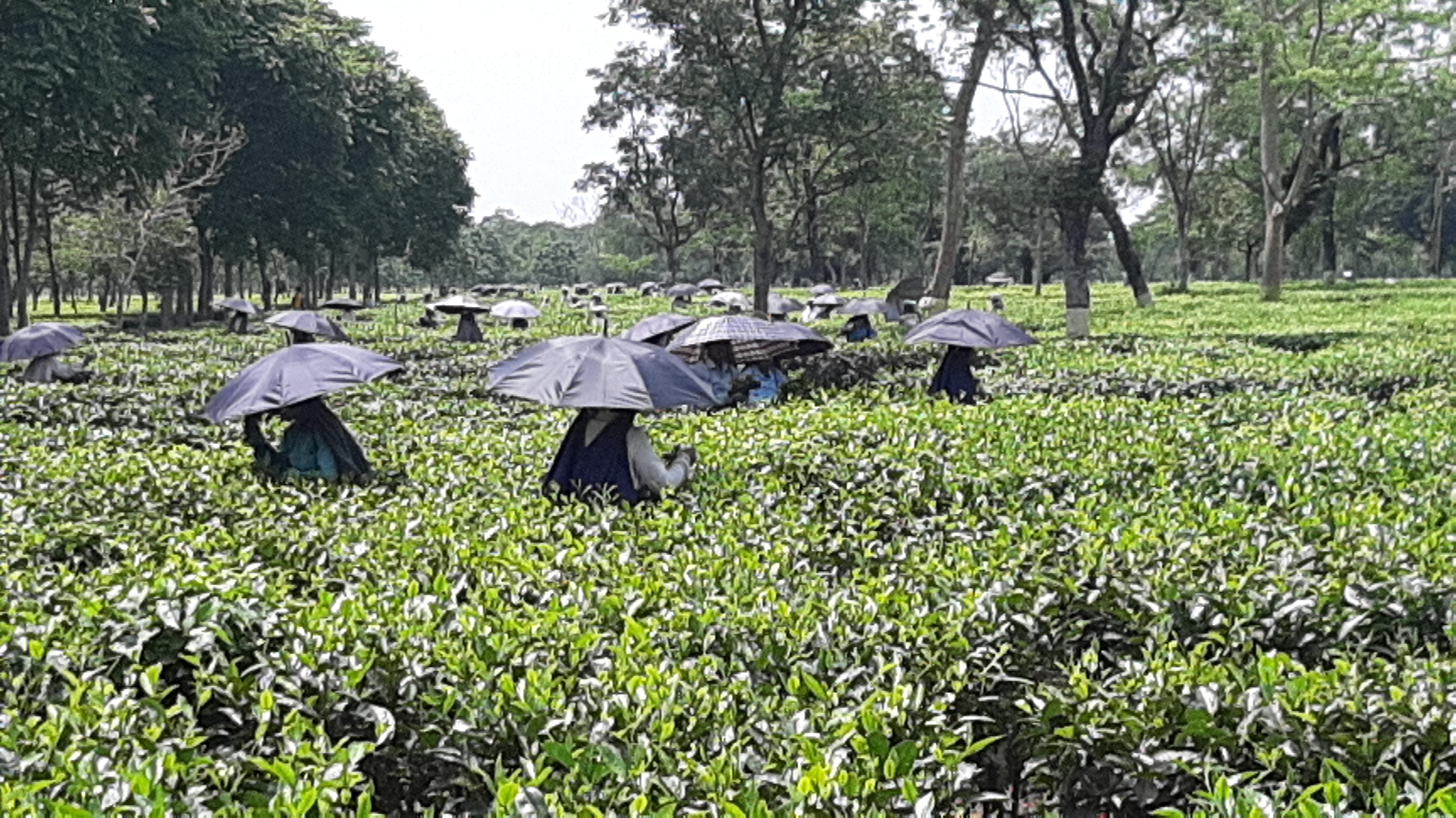 tea garden