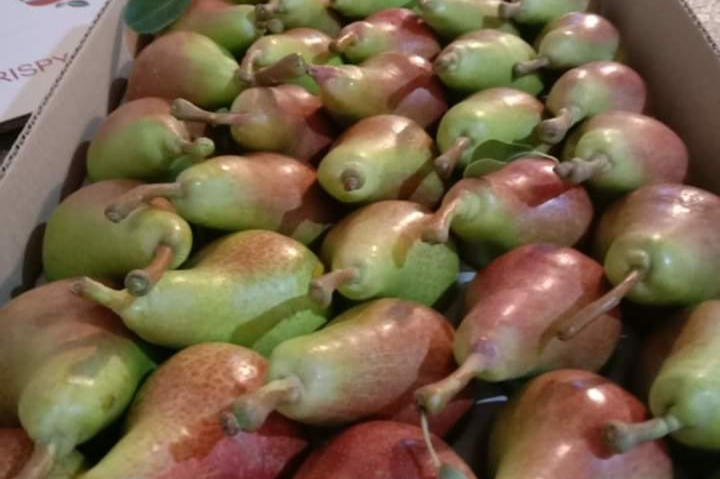 Ceraman pears