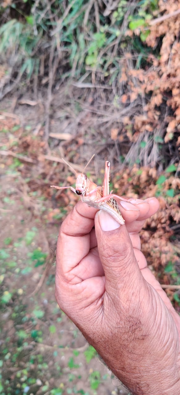 Locust party attack