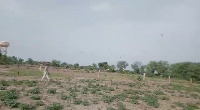 bharatpur news,  डीग में टिड्डी दल,  rajasthan news,  etvbharat news,  rajasthan hindi news,  भरतपुर में टिड्डी हमला, Locust attacked in Deeg