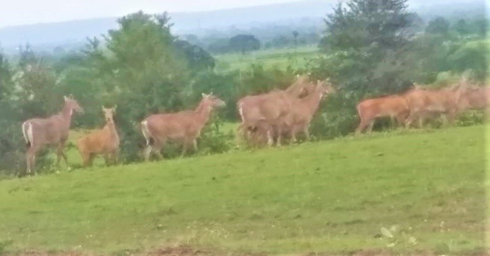 Nilgai is causing damage to crops