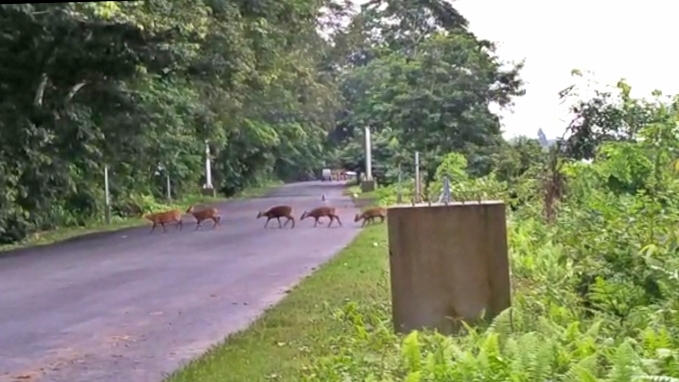 নিৰাপদ স্থানৰ সন্ধানত কাজিৰঙাৰ জীৱকুলে ঢাপলি মেলিছে কাৰ্বি পাহাৰৰ দিশে