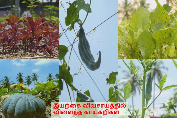 காய்கறிகள்