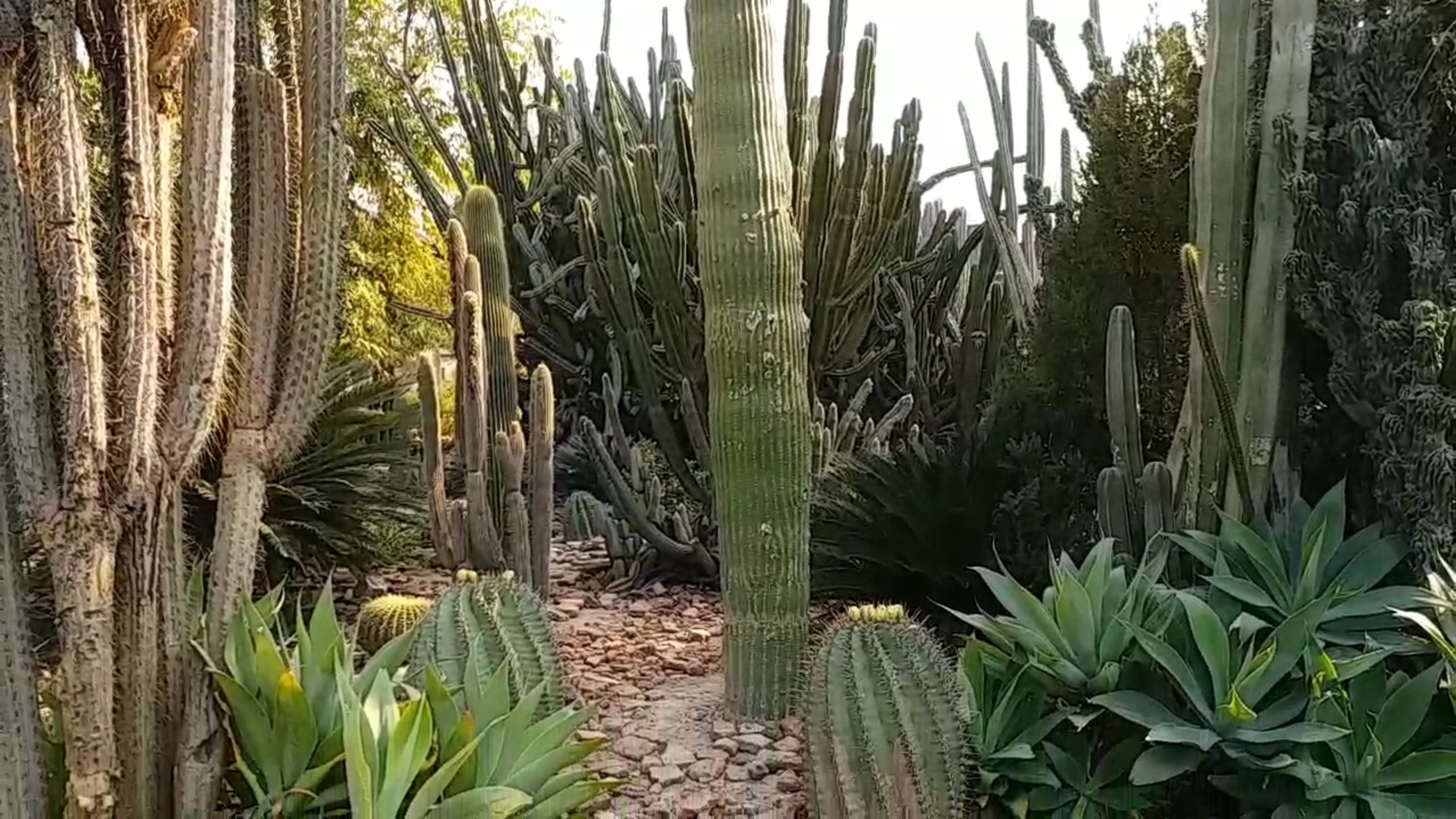 Cactus Gardens